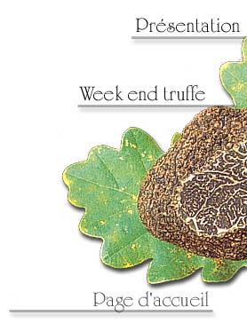 truffe